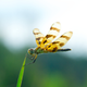 Illustration for article titled 294 Creepy Crawly Bug Wallpapers